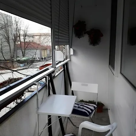 Saluki 032 * Čačak