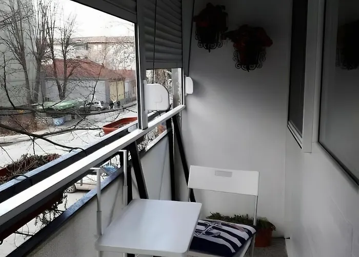 Saluki 032 * Čačak